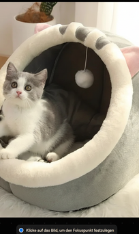 Kätzchen Katze grau